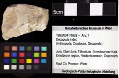 Foto (Objket + Etiketten) von Cyclothyreus sp. 